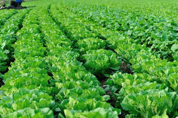 Yeşil Çin lahanası