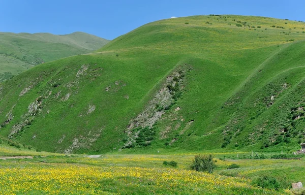 Beautiful Yellow Flowers Grassland Mountains — Stock Photo, Image