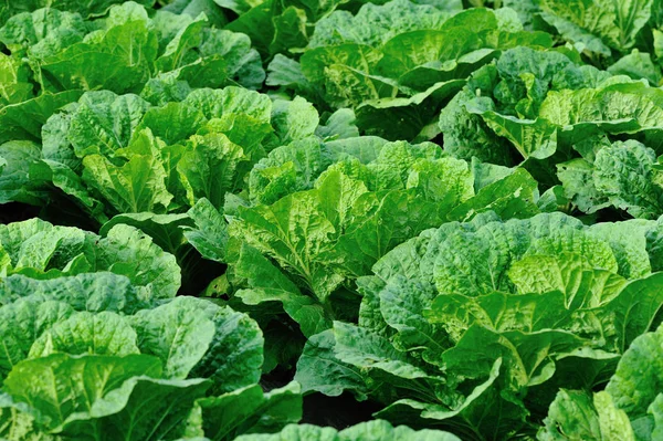 Yeşil Çin lahanası