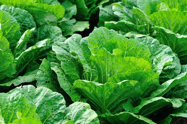 Yeşil Çin lahanası