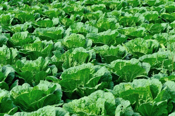 Yeşil Çin lahanası