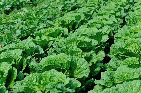 Yeşil Çin lahanası