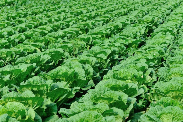 Green chinese cabbage — Stock Photo, Image