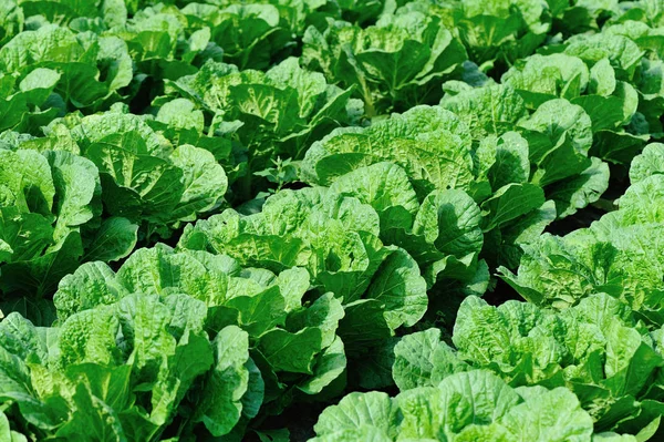 Green chinese cabbage — Stock Photo, Image