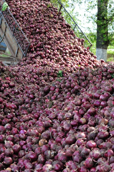 Taze soğan piyasa satış — Stok fotoğraf