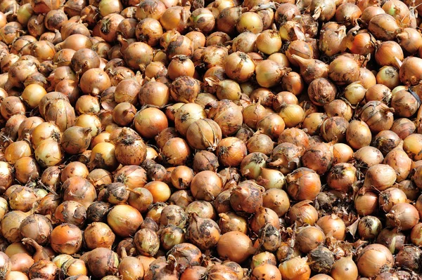 Fresh onion selling at market — Stock Photo, Image