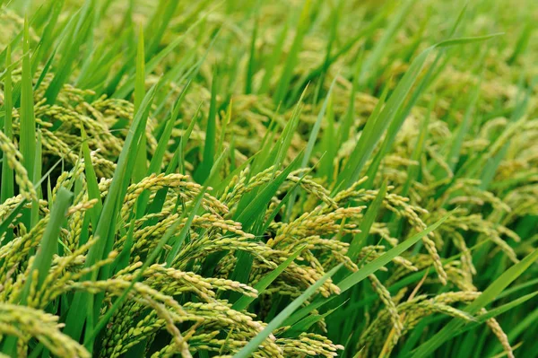 pirinç bitki olmayacak alan