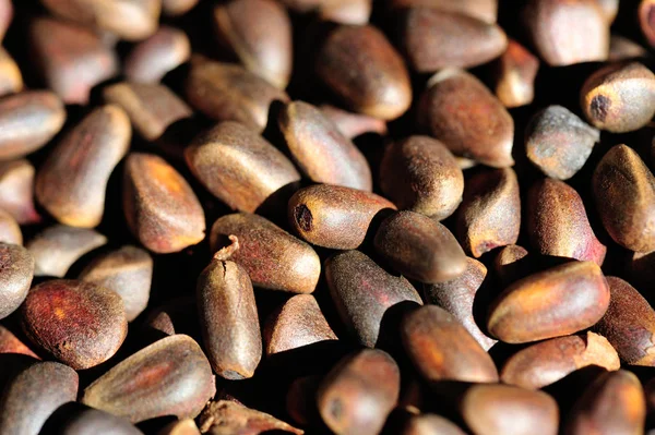 Pile of pine nuts — Stock Photo, Image