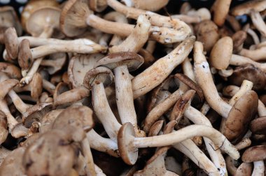 taze yenilebilir mantar 