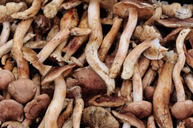 taze yenilebilir mantar 