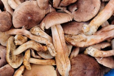 taze yenilebilir mantar 