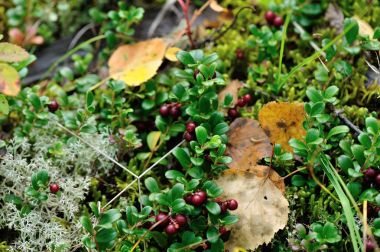 ormandaki kırmızı huckleberries
