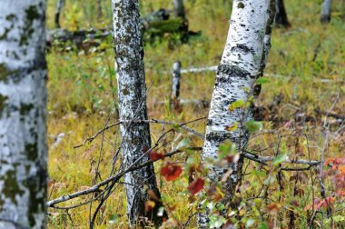 Beyaz huş ağaçlarının gövdeleri