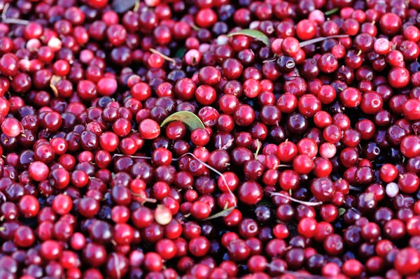 Innhøsting av røde hucklebær – stockfoto