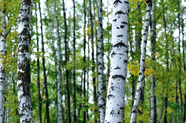 Tronchi di betulle bianche — Foto Stock