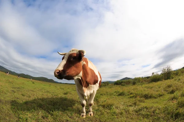 Curiosa vaca mirando la cámara —  Fotos de Stock