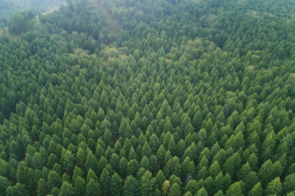 Höstens skogslandskap — Stockfoto