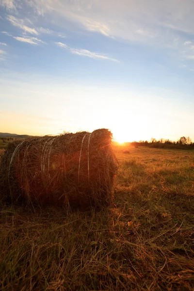 Haystack on agro field — Stock Photo, Image