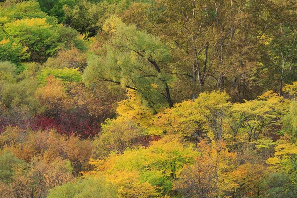 Paisagem florestal outonal — Fotografia de Stock