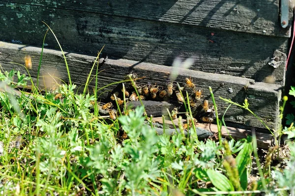 Zamknij Widok Wielu Zajęty Pszczół Pszczelarstwie — Zdjęcie stockowe