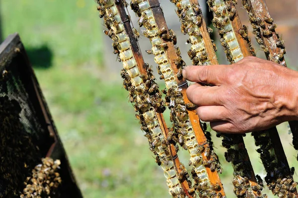 Pszczelarz Posiada Ramki Plastrów Miodu — Zdjęcie stockowe