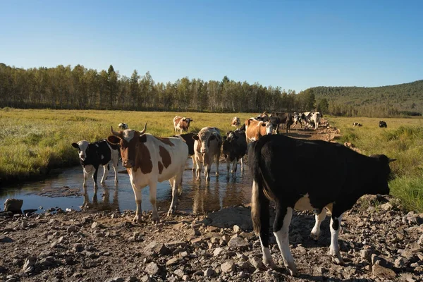 Vacas em pé na poça — Fotografia de Stock