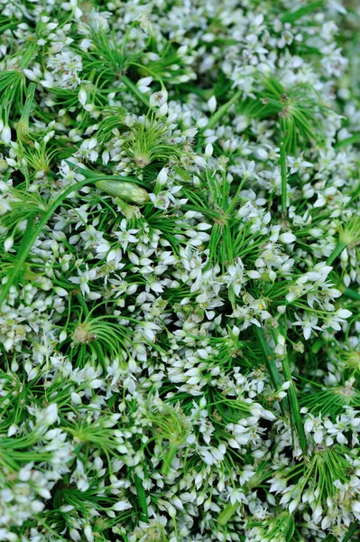 Aglio Selvatico Con Fiori Vista Vicino — Foto Stock