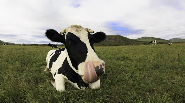 Vaca que descansa en pastizales —  Fotos de Stock