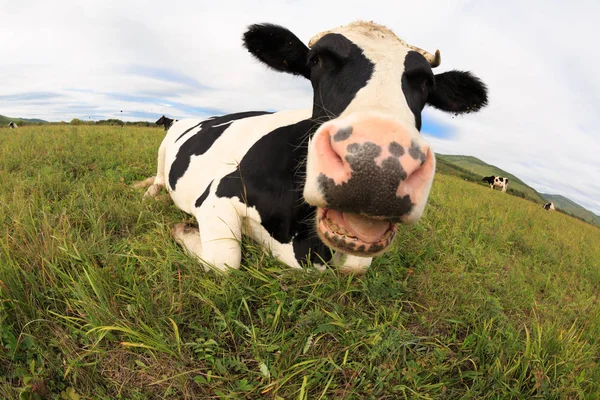 Vaca que descansa en pastizales —  Fotos de Stock