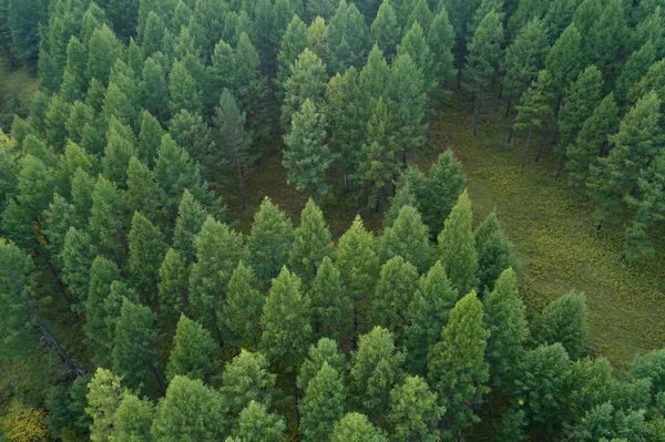 Höstens skogslandskap — Stockfoto