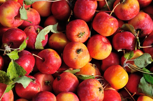 Куча свежих красных яблок — стоковое фото