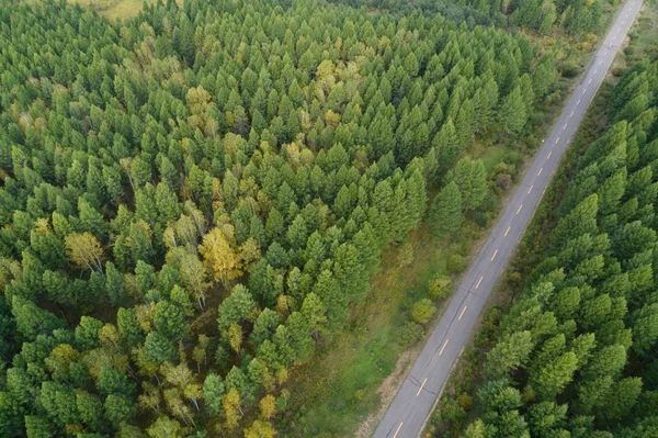 Estrada na floresta de outono colorido — Fotografia de Stock