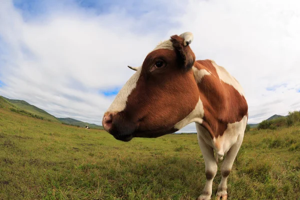 Krowa ciekawy patrząc na kamery — Zdjęcie stockowe