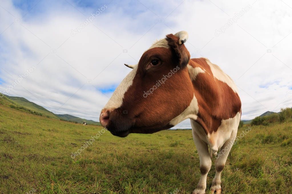 curious cow looking at camera
