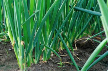 yeşil Çince soğan bitkileri