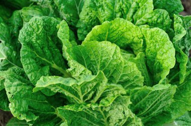 Yeşil Çin lahanası