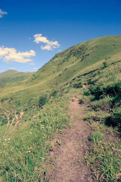 Hermosas Flores Pequeñas Hierba Verde Valle Montaña Bajo Cielo Azul —  Fotos de Stock