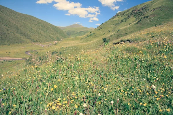 Krásné Malé Květy Zelené Trávy Letních Horách Pod Modrou Oblohu — Stock fotografie