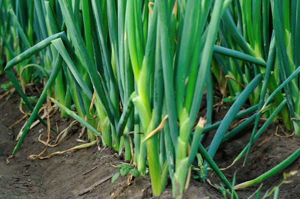 Green Chinese onion crops — Stock Photo, Image