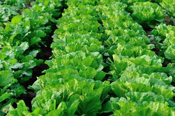 Green chinese cabbage — Stock Photo, Image