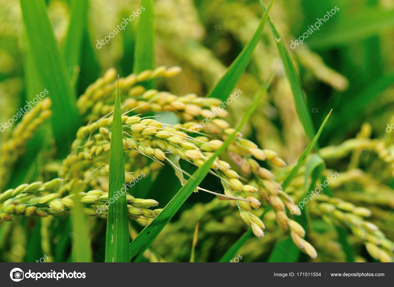 Rice Plants At Field Stock Photo By ©lzf 171511554
