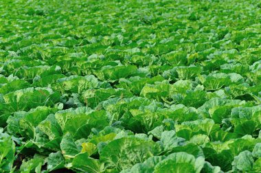 Yeşil Çin lahanası