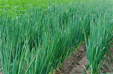 Çin lahanası ve soğan bitkileri