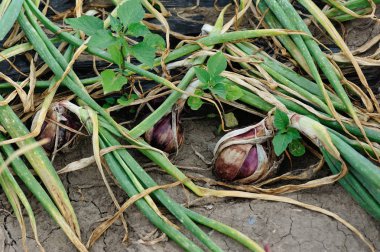 Çin lahanası ve soğan bitkileri