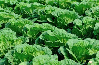 Yeşil Çin lahanası