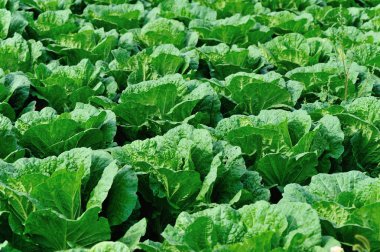 Yeşil Çin lahanası