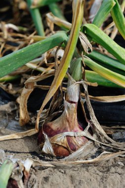 Kırmızı soğan bitkileri sahasında büyüyen