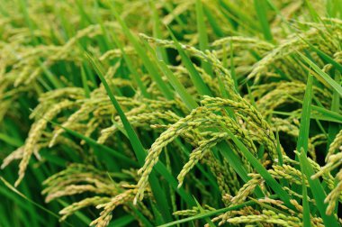 pirinç bitki olmayacak alan