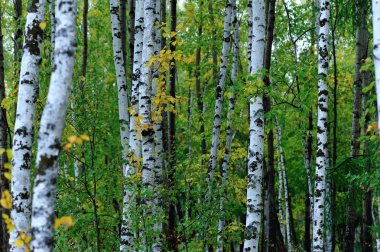 sonbahar orman ağaçlarında beyaz huş ağacı