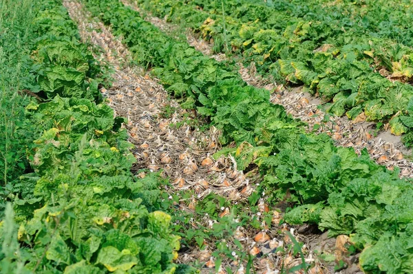 Chinese cabbage and onion crops — Stock Photo, Image